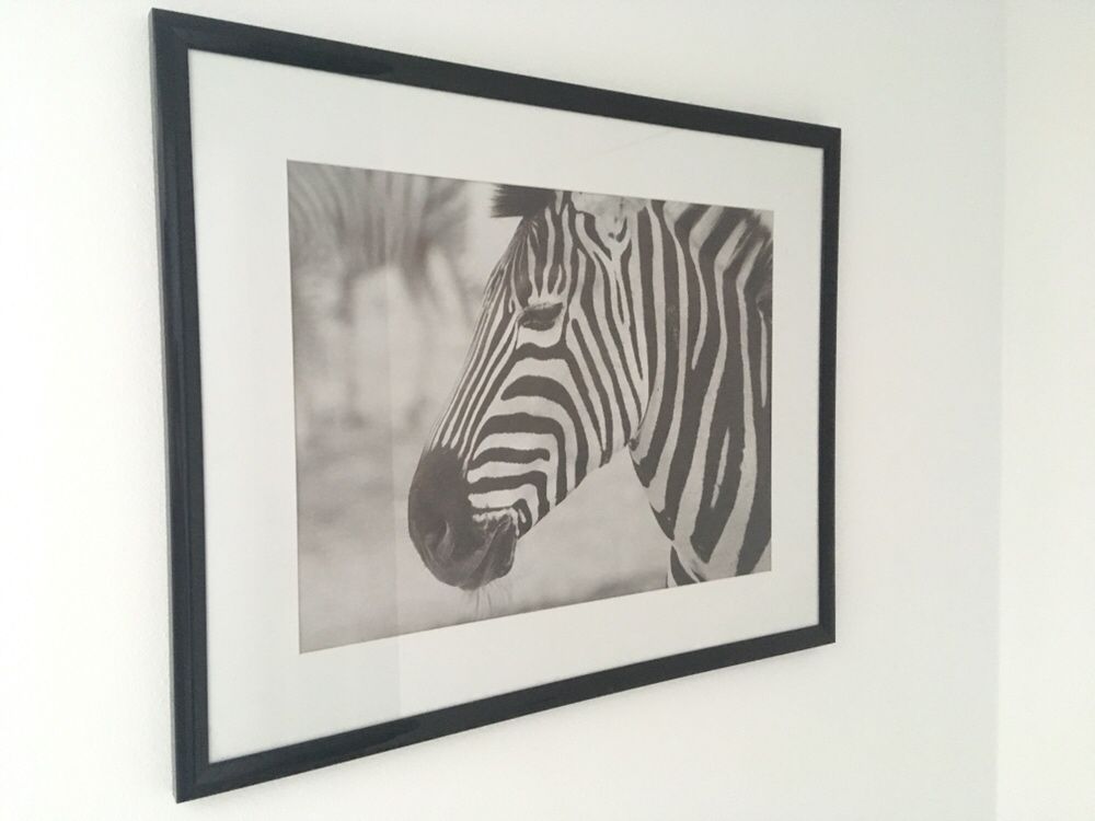 Belo Quadro Zebra