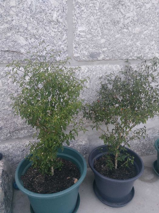 Planta gindungo / picante de Angola vários tamanhos