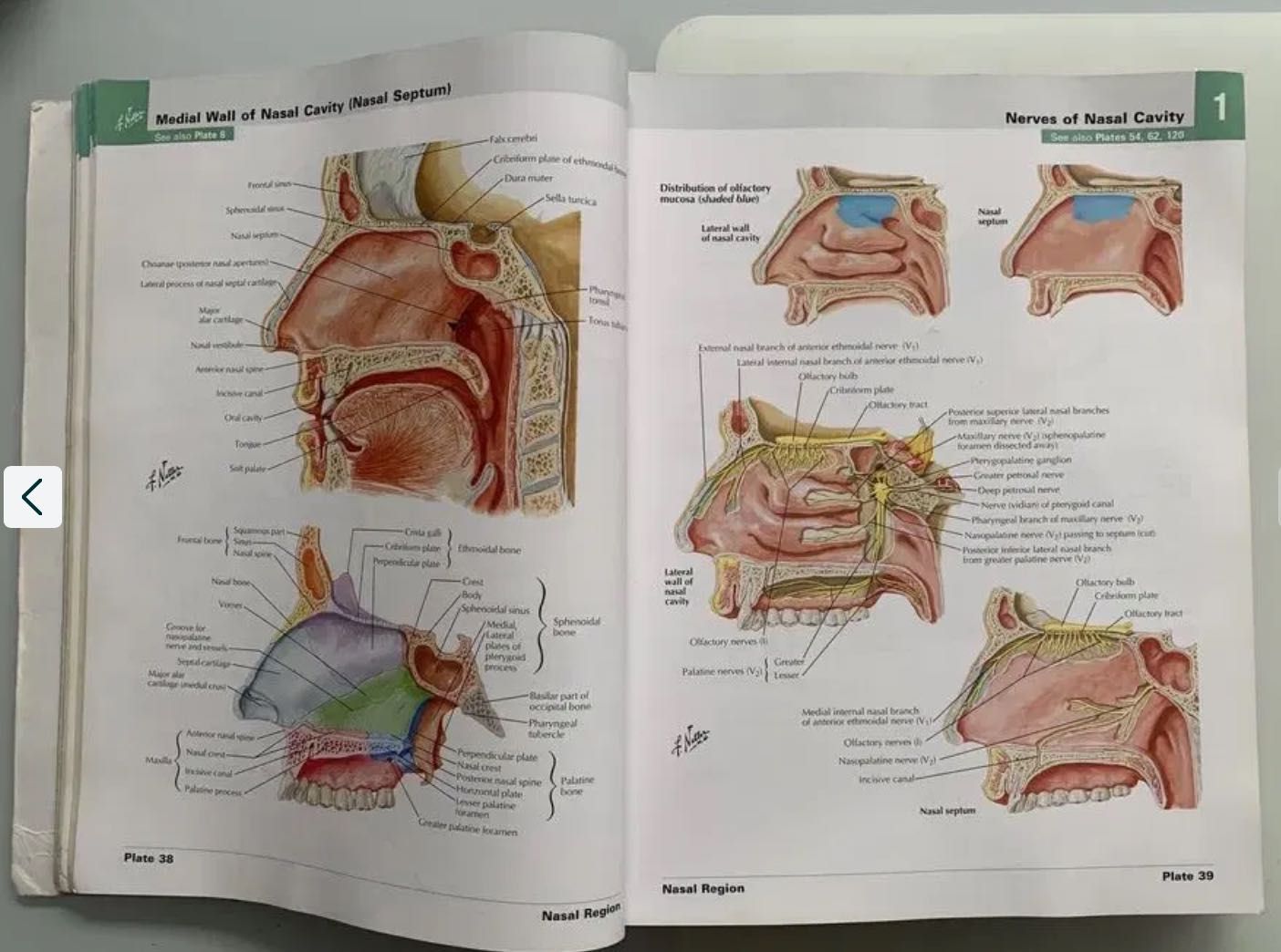 Netter: Atlas of Human Anatomy, 6 edição
