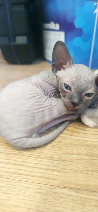 Котята канадского сфинкса