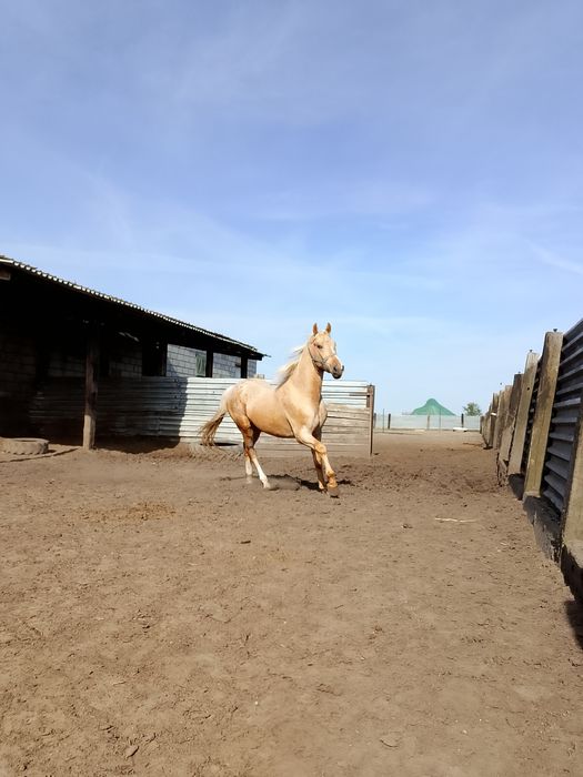 Izabelowaty wałach WLKP