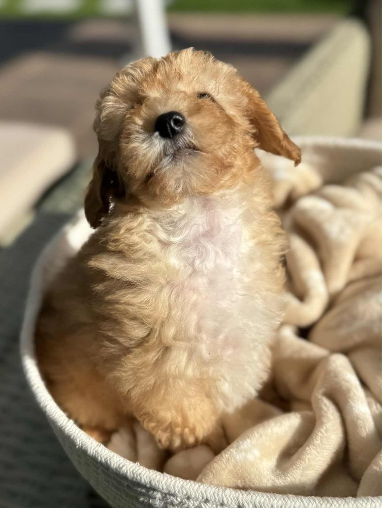 MALTIPOO Sunia  - gotowa do nowego domu