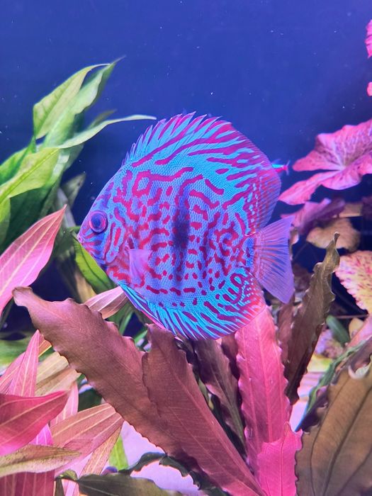 Paletka Red turkus
