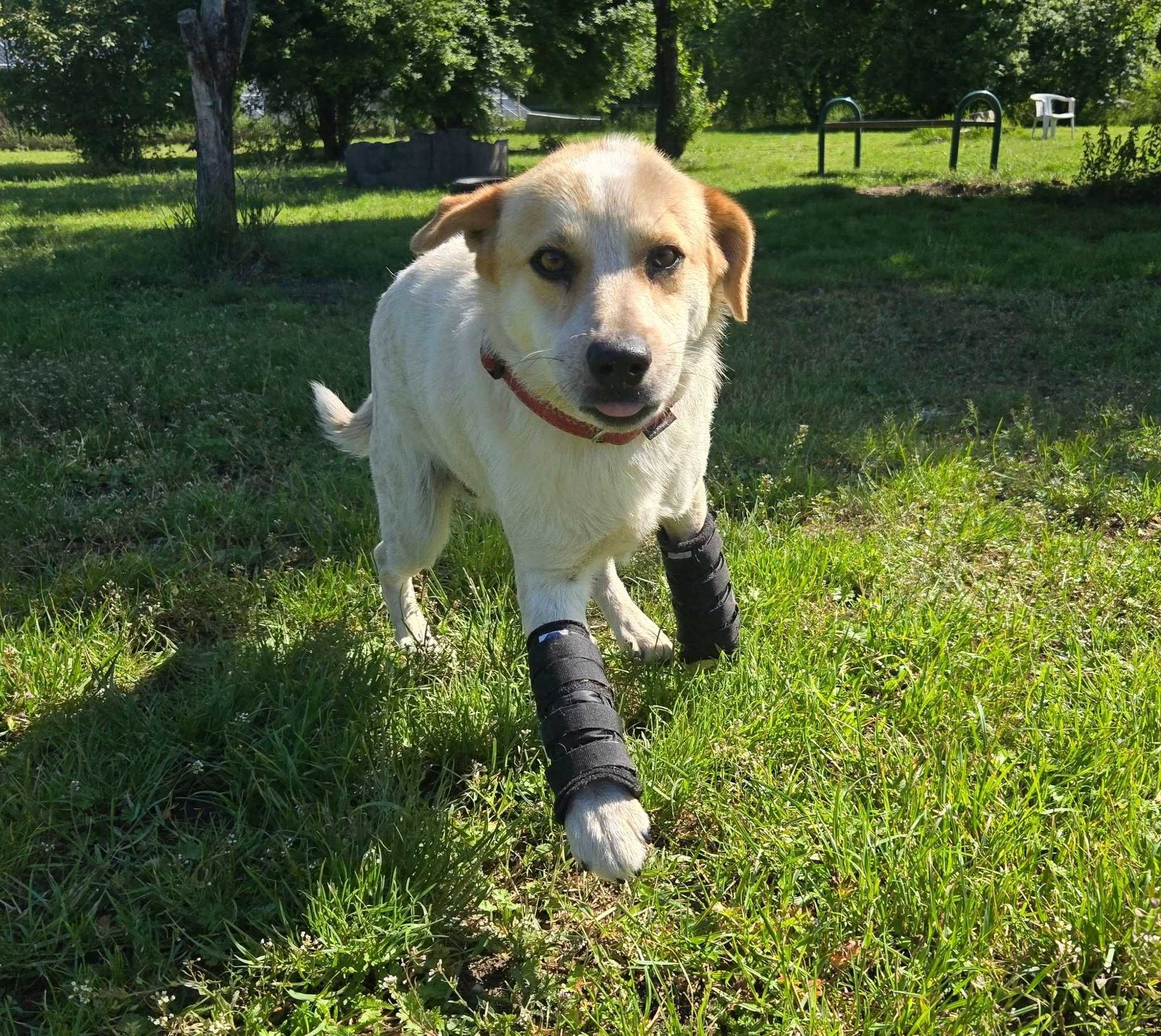 2 letni Misio do adopcji