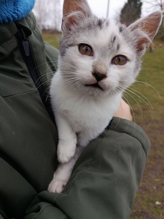 Котик шукає люблячу сім'ю