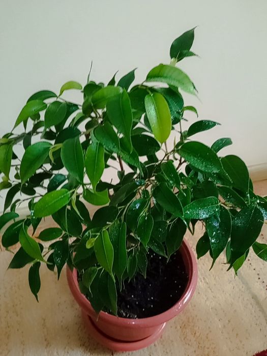 Фикус Бенджамина