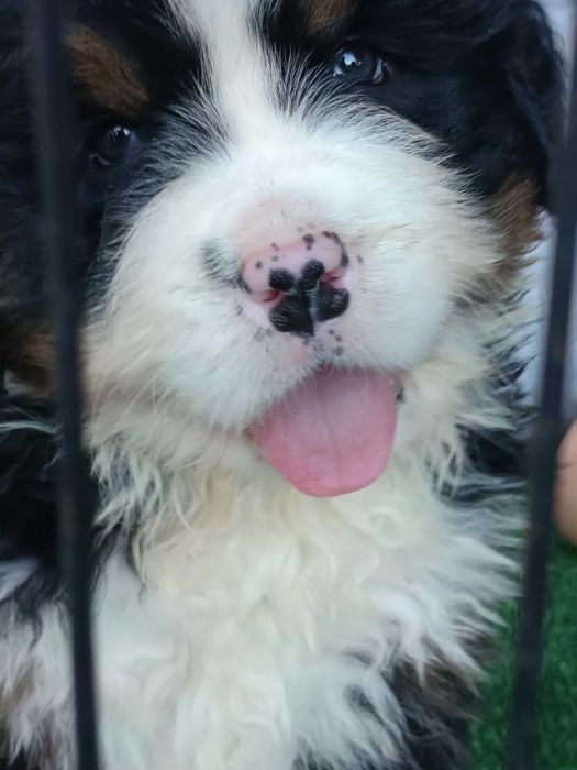 Bouvier Bernois LOP AFIXO