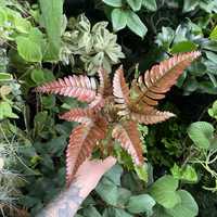 Папороть Pteris Quadriaurita Tricolor