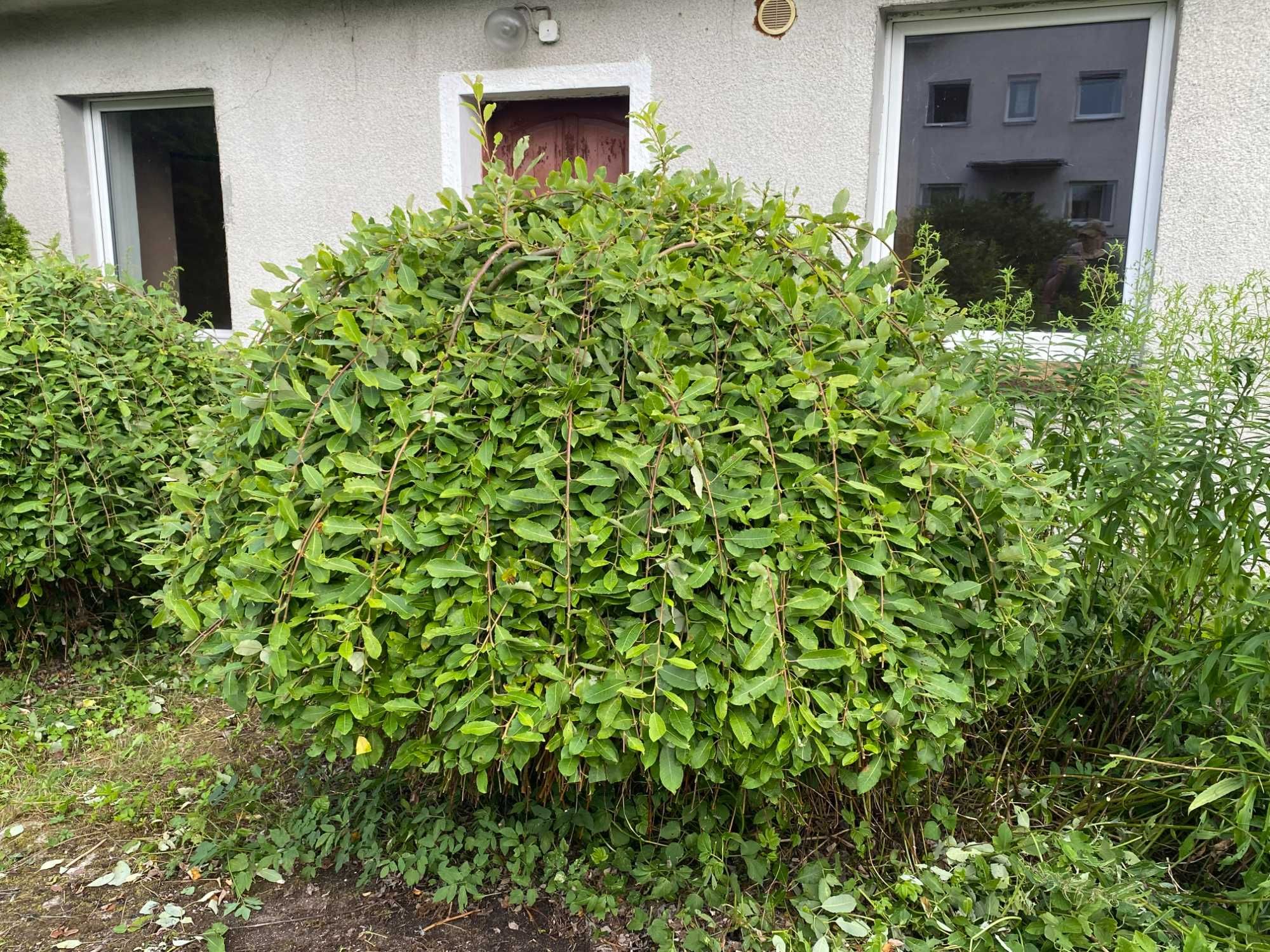 Wierzba zwisająca na pniu wysokość 150cm szerokość 180cm - 2 sztuki
