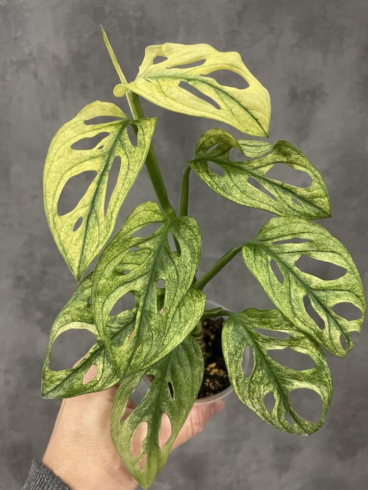 Monstera Adansonii Archipelago Variegated