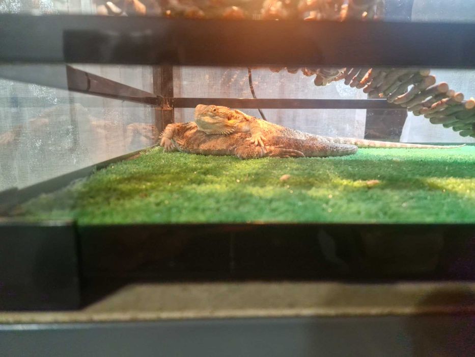 Vendo terrário para répteis