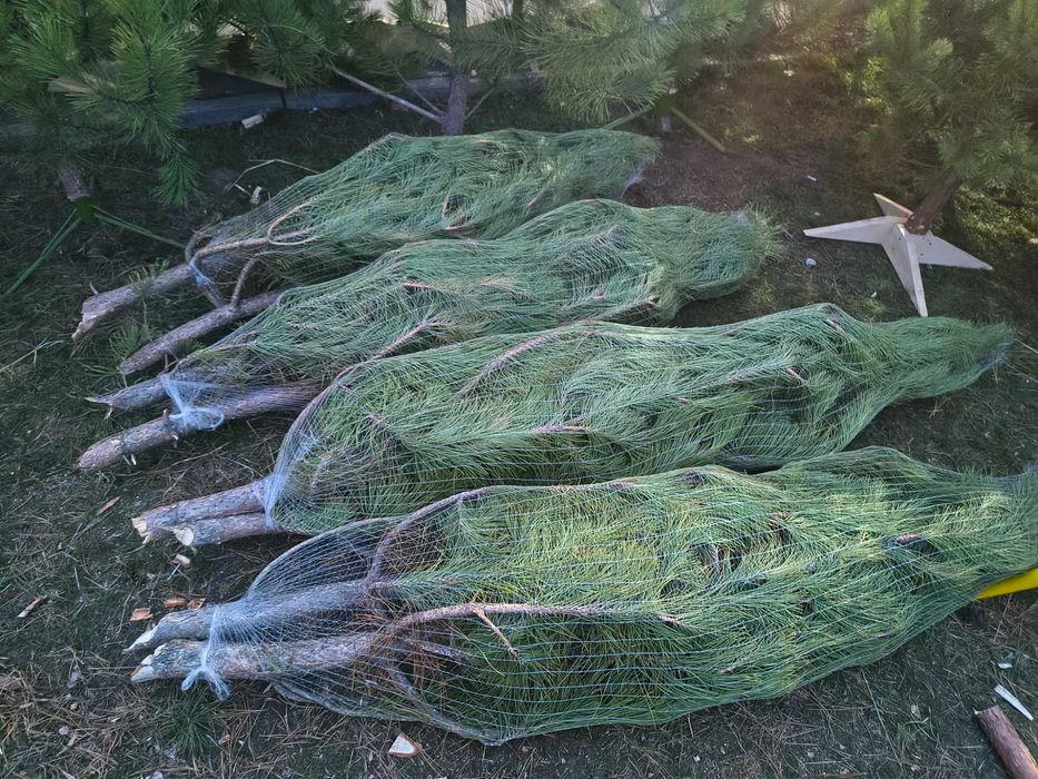 Сосна кримська місто Дніпро опт роздріб