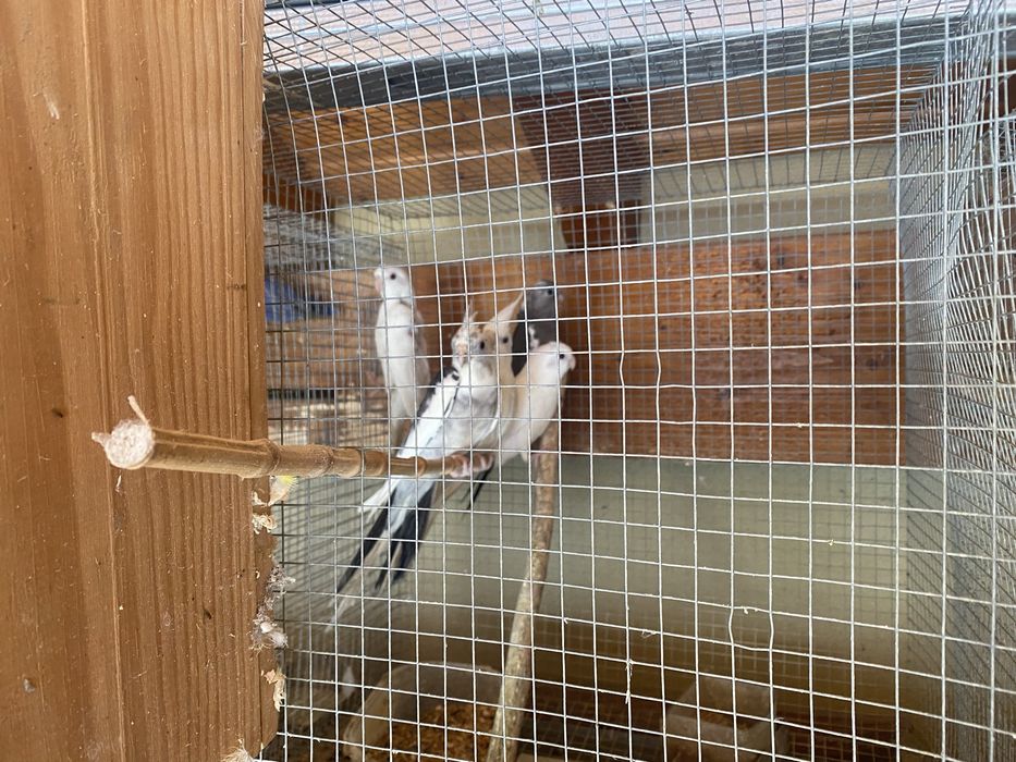 Caturras novas para venda