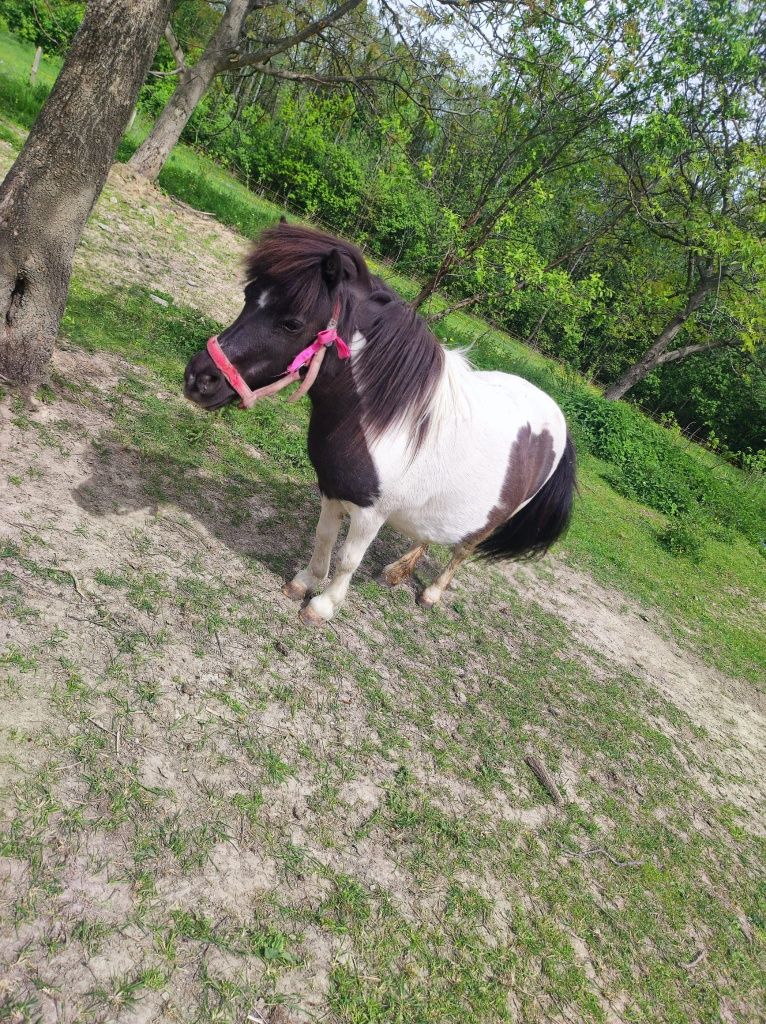 Sprzedam konie, kozy, owce