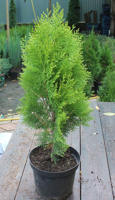 Туї, саджанці  (Туя Смарагд, Даніка,  Колоновидна), ялівець, самшит