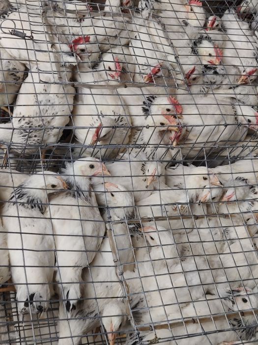 Цыплята оптом, серебристые