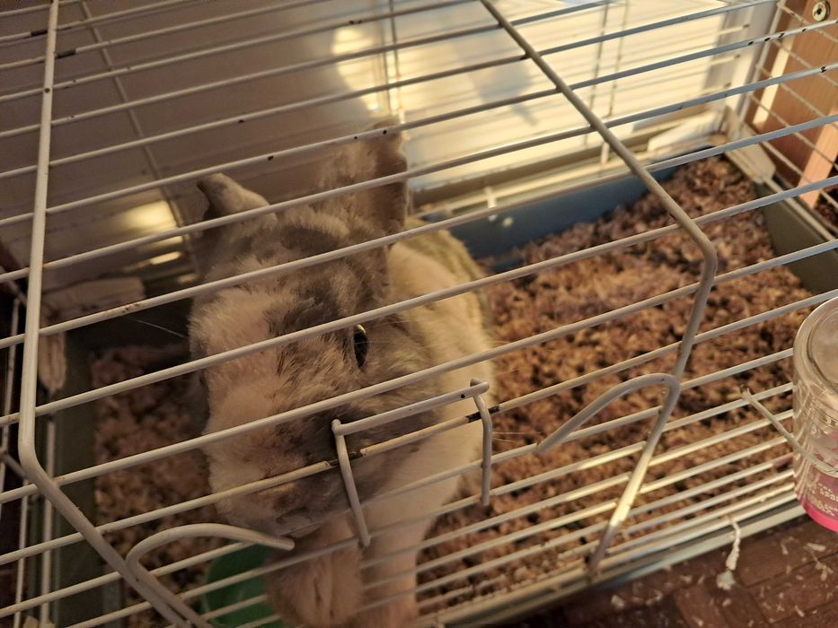 Tenho coelhinho Anão para doação