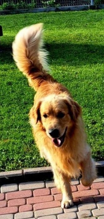 Golden Retriever linia amerykańska / piesek / szczeniak /rodowód ZK.PL