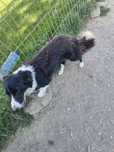 Sunia border collie