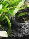 Clarias bratchus sumik
