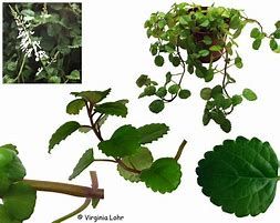 Planta "Plectranthus verticillatus" - Vários tamanhos a partir de 8€