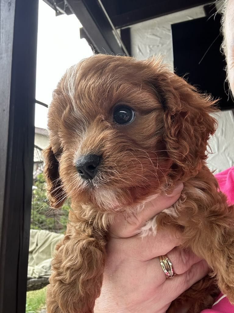 Przepiekny chlopiec Cavapoo