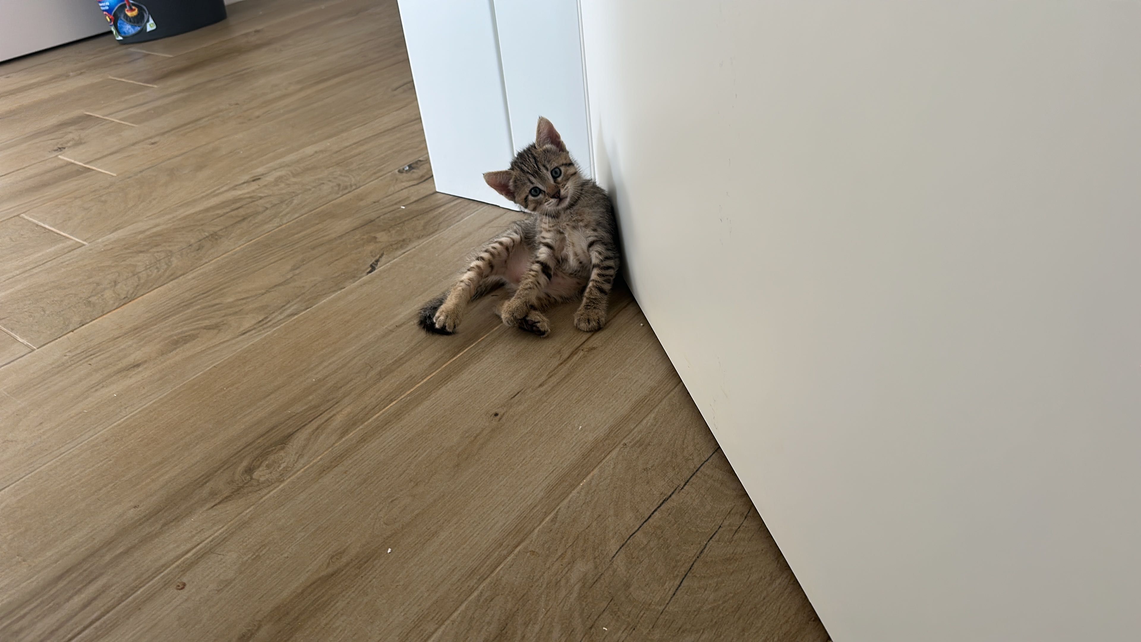 Gatinhos para dar