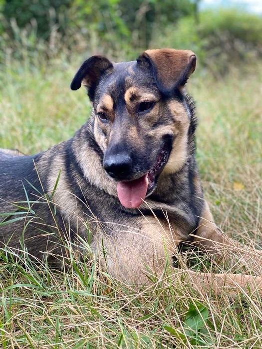 Wykastrowany pies w typie owczarka Belgijskiego. WARSZAWA
