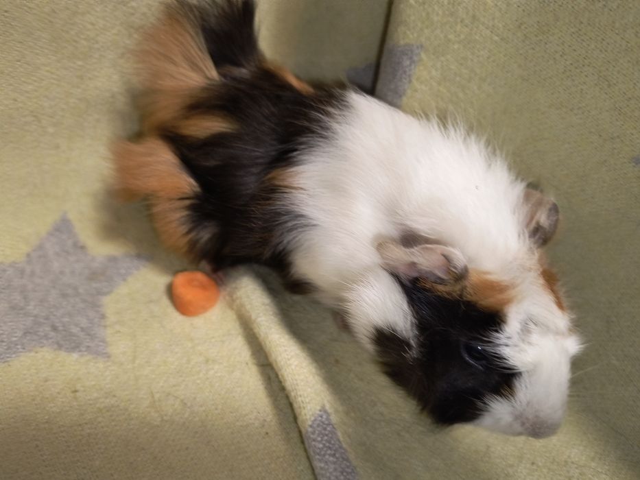 Чарівний веселий хлопчик. Морська свинка.