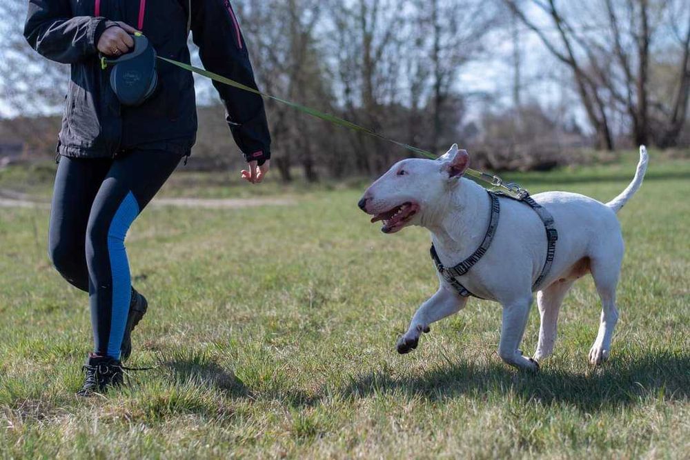 Guli, bullterier, do adopcji, Amstaffy Niczyje