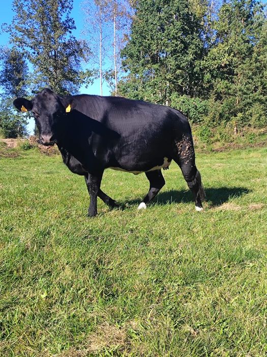 Jałówka wysokocielna