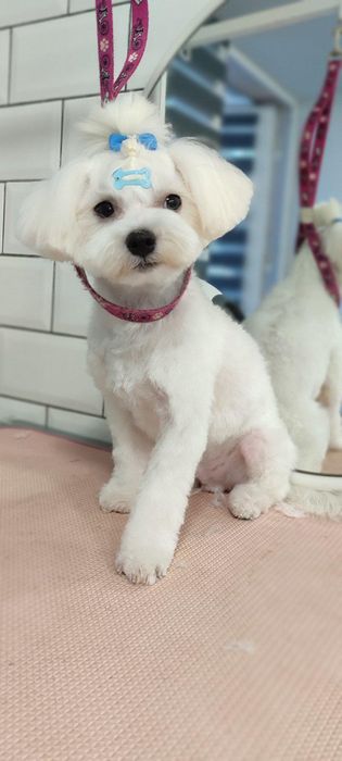 В'язка мальтезе шукає наречену