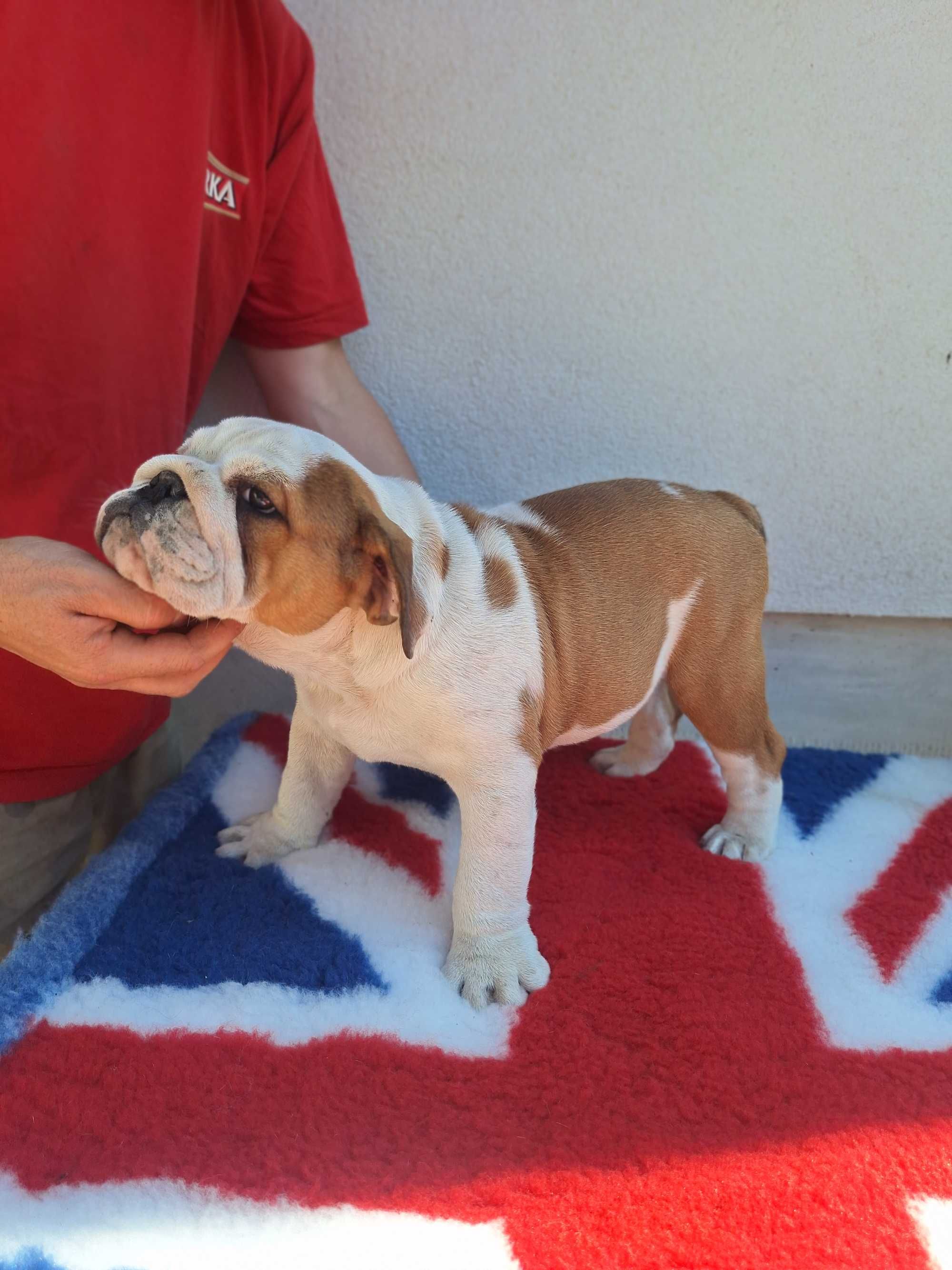 Buldog angielski Zkwp FCI bulldog buldozek