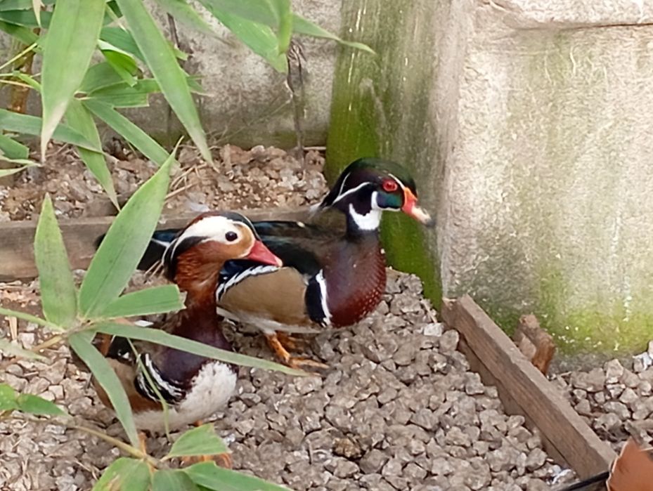 Casais de Patos ornamentais