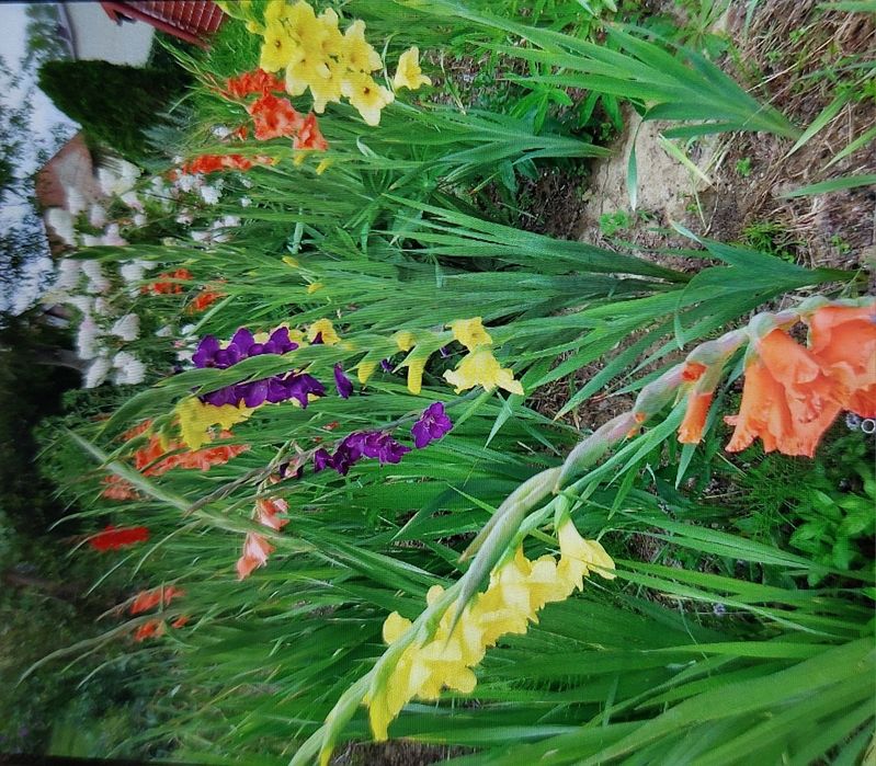 Cebulki mieczyków mix