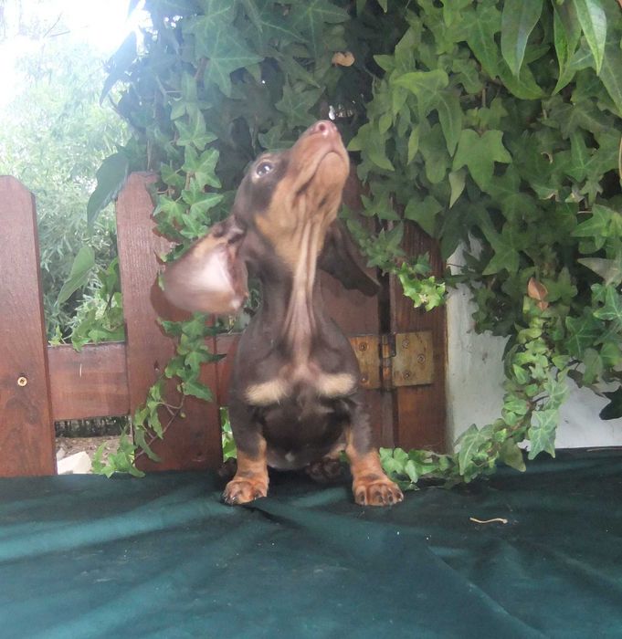 cachorra teckel miniatura