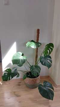 Kwiat doniczkowy monstera