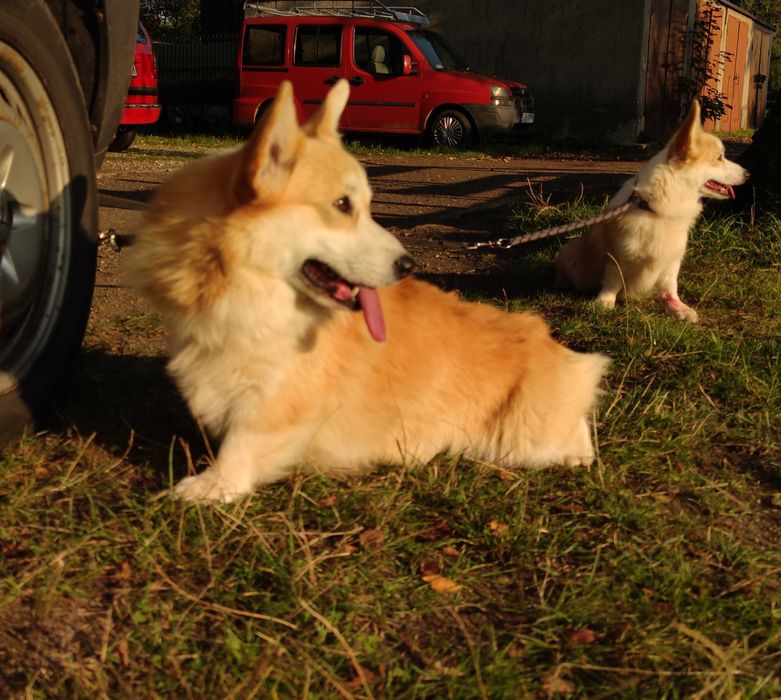 Welsh Corgi Pembroke FCI/ZKwP z długimi ogonkami umaszczenie tricolor