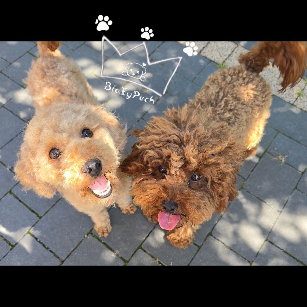 Bichpoo maltipoo red loki Badania paszport wyprawka
Do zaofe