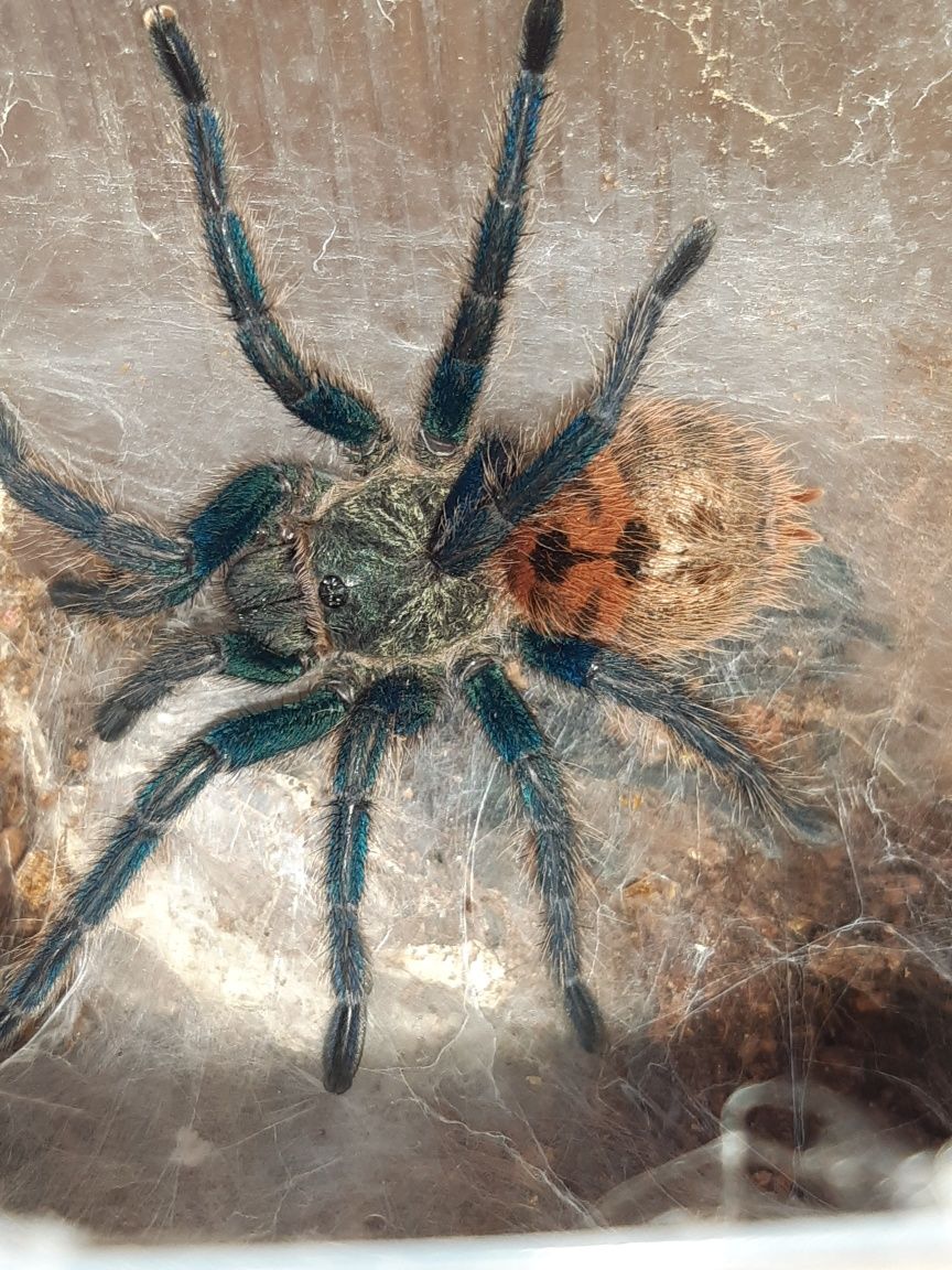 Chromatopelma cyaneopubescens