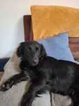 Suczka Roxy do adopcji