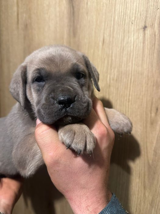 Formentino szczeniak Cane Corso szczeniaczek mocni rodzice z rodowodem