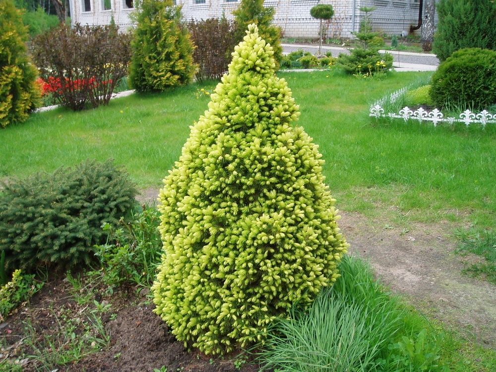 Продам ялинку дейзи уайт ,рослини