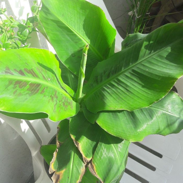 Bananowiec z Ecuadoru - Okazja! Aktualne!