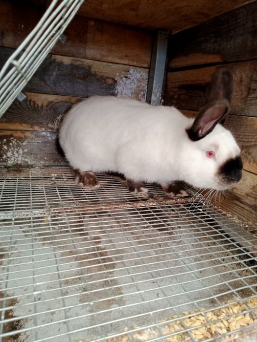 Кролики (КІТНІ КРОЛИЦІ) новозеландці, каліфорнійські ,полтавс. срібло