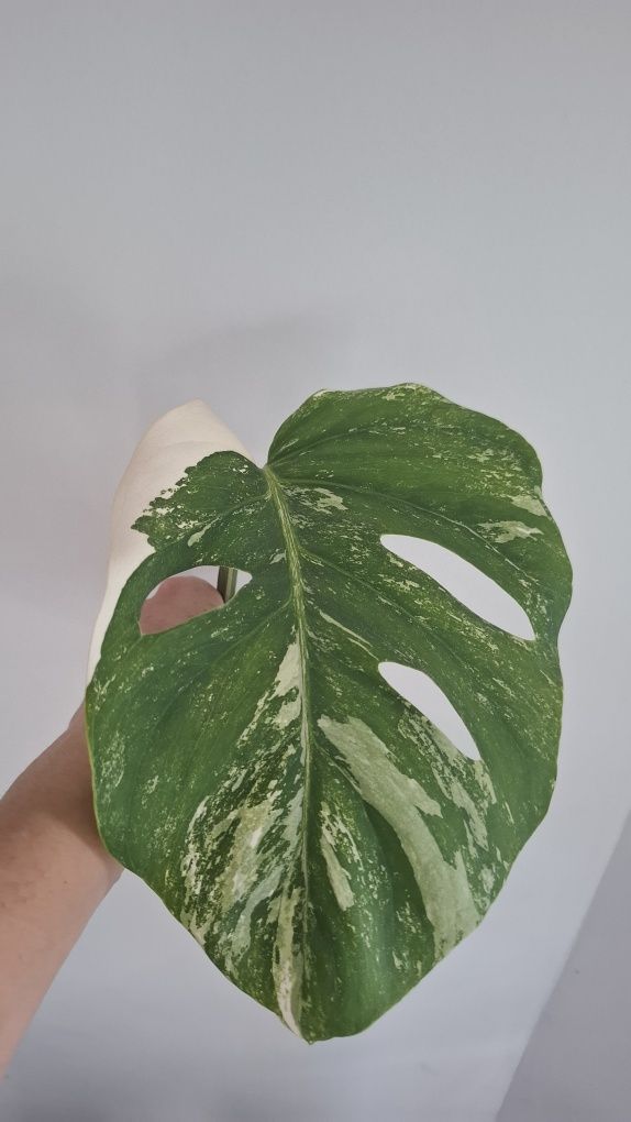 Monstera wariegata