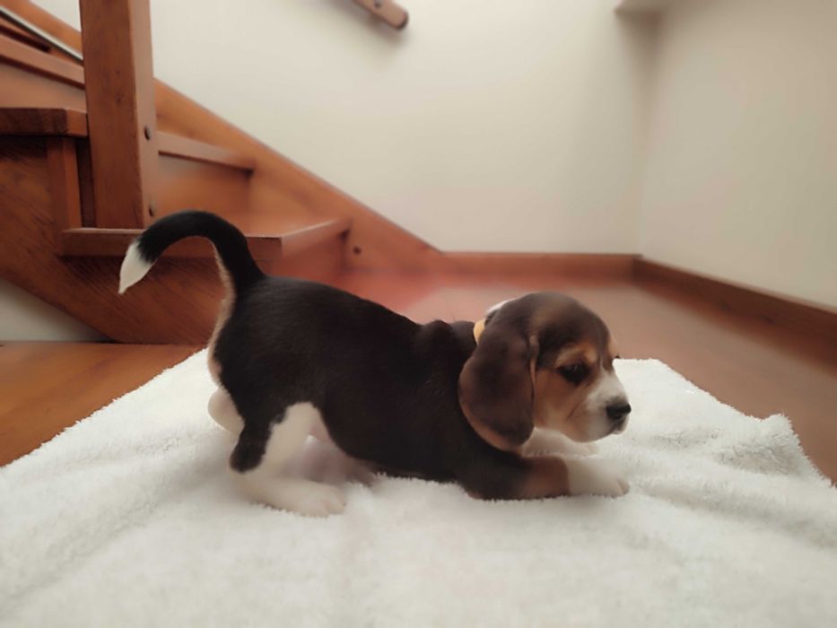 Beagle sunia suczka szczeniak