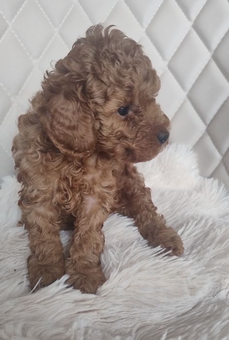 Cudna Malutka Suczka Pudel Toy - Red Brown  - Wkrótce Do Odbioru!