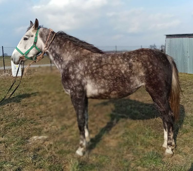 Klacz 3 lata typ szlachetny możliwa zamiana