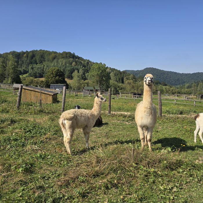 Lama tegoroczna samica